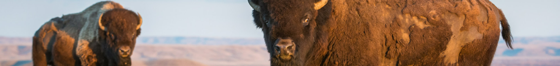 Immagine di bisonti vivi immersi in un paesaggio pianeggiante